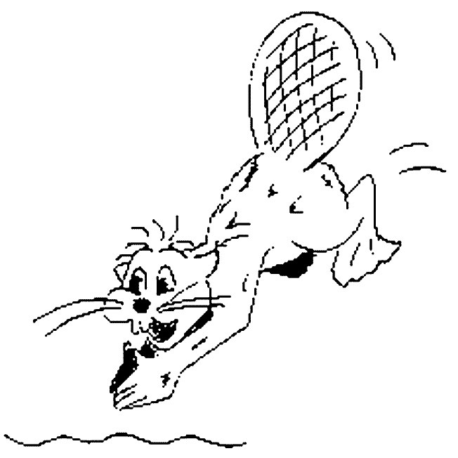 coloriage castor qui plonge dans l eau